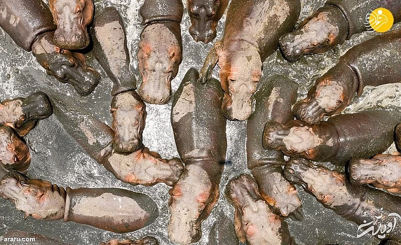 (تصاویر) (تصاویر)